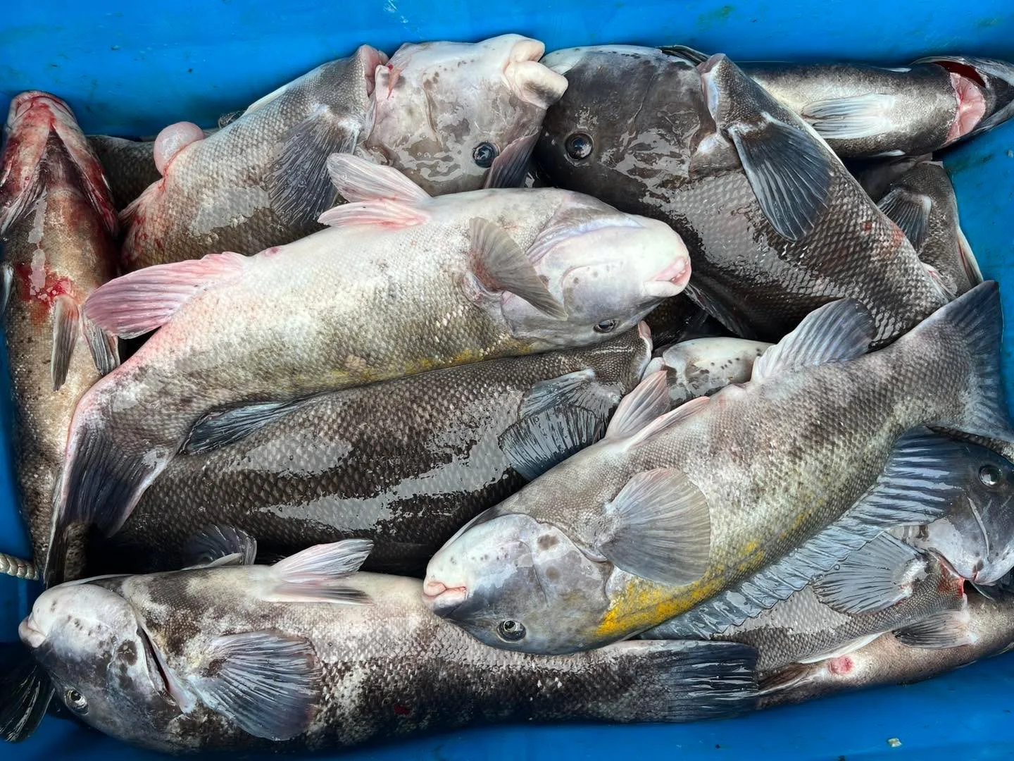 First off we would like to thank everyone for your continued support. Today marked our 200th trip of the year! We couldn&rsquo;t do it without you guys!! That being said, yesterday&rsquo;s blackfish trip started out as bit of a grind, tide against wi