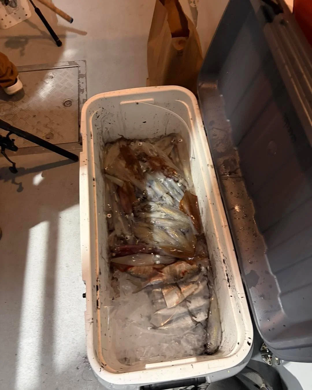 The squids are in!!! We&rsquo;re currently heading in from the first squid trip of the year and it was not to shabby! Lots of guys had 50-70 squid a piece. We had biomasses of them under the boat and in the lights and yet were being finicky. Light bi