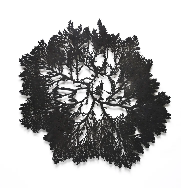 Algae 5, 2011