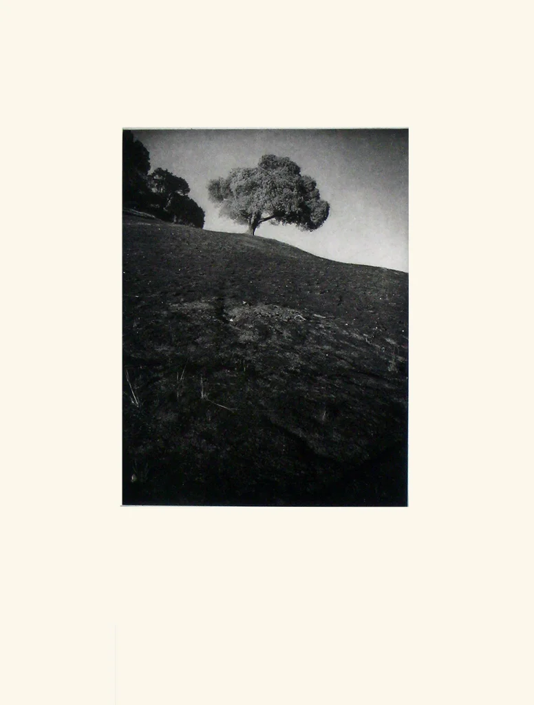 Arbol, 2001