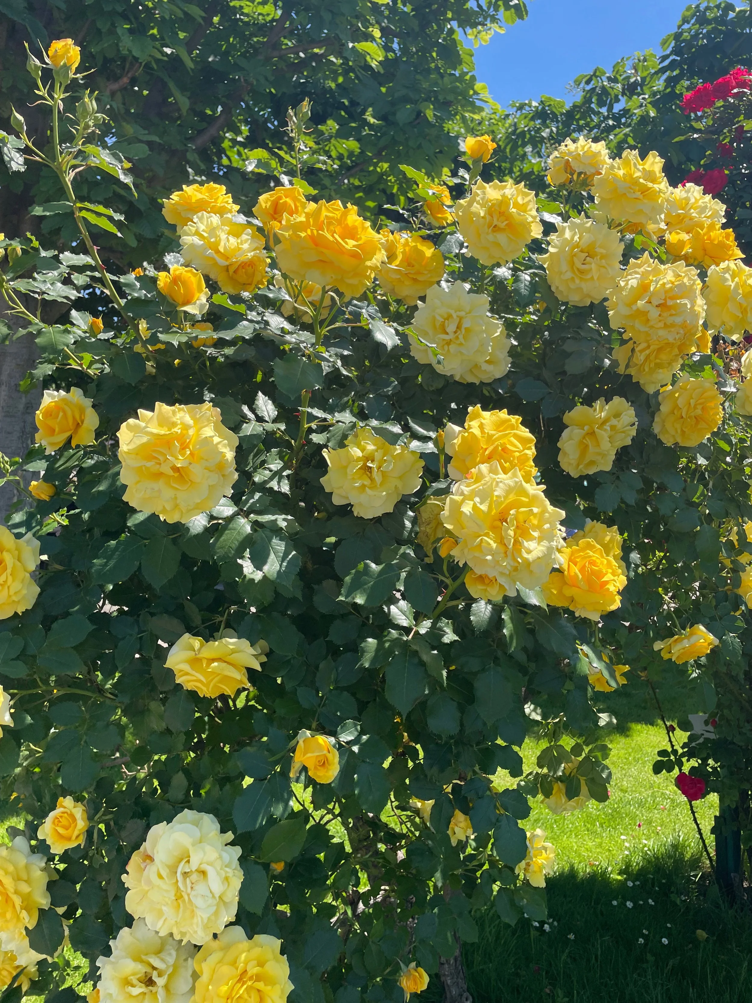 IMG_0744.jpeg