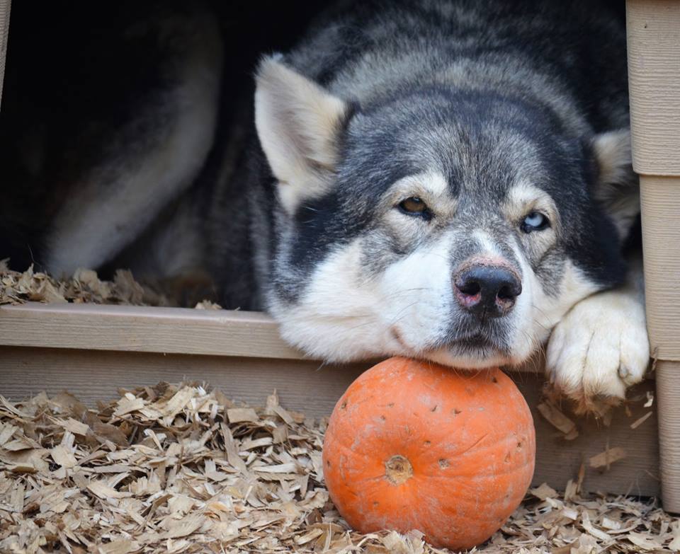 joe with pumpkin.jpg