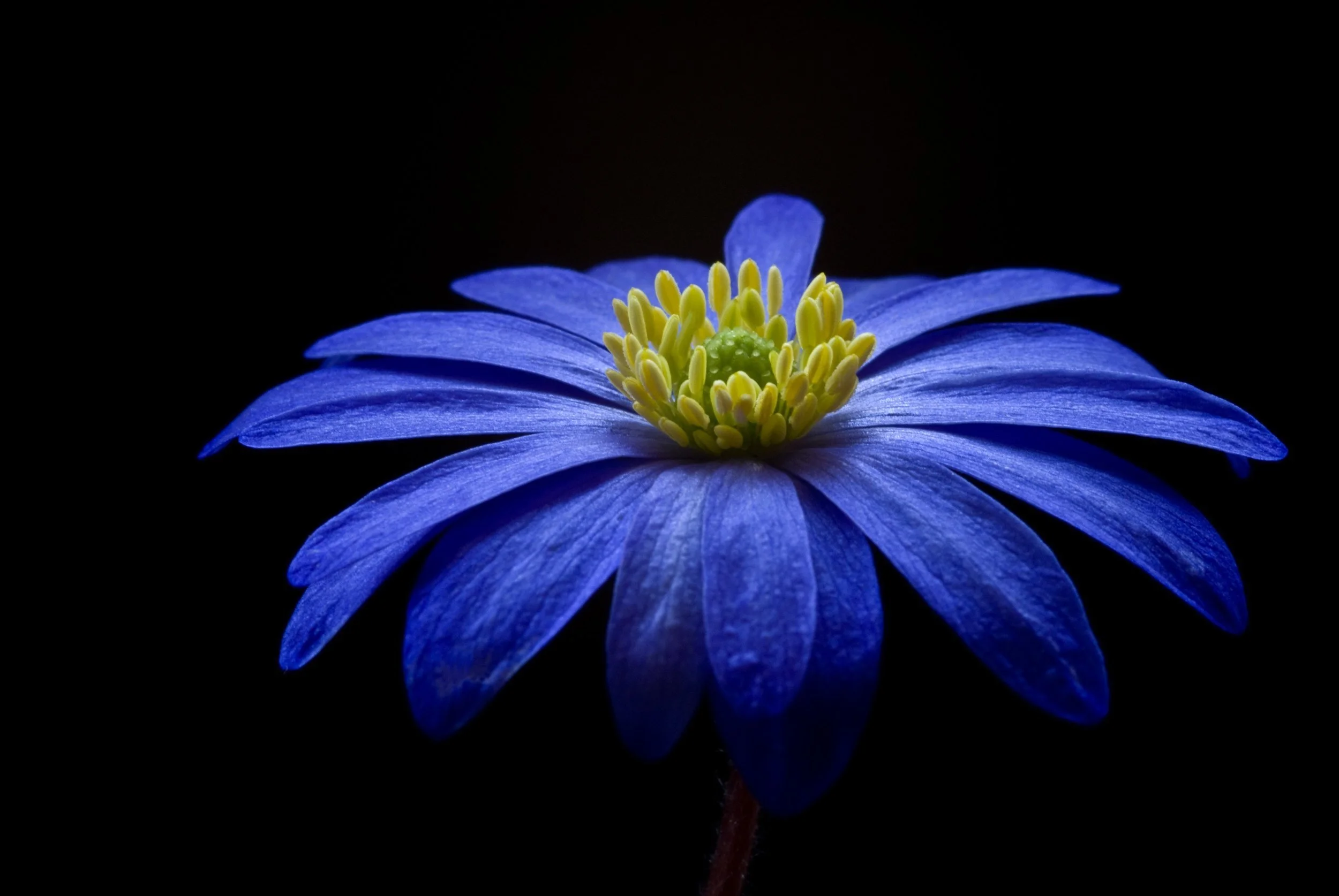 anemone-apennina-anemone-blanda-bloom-73813.jpeg