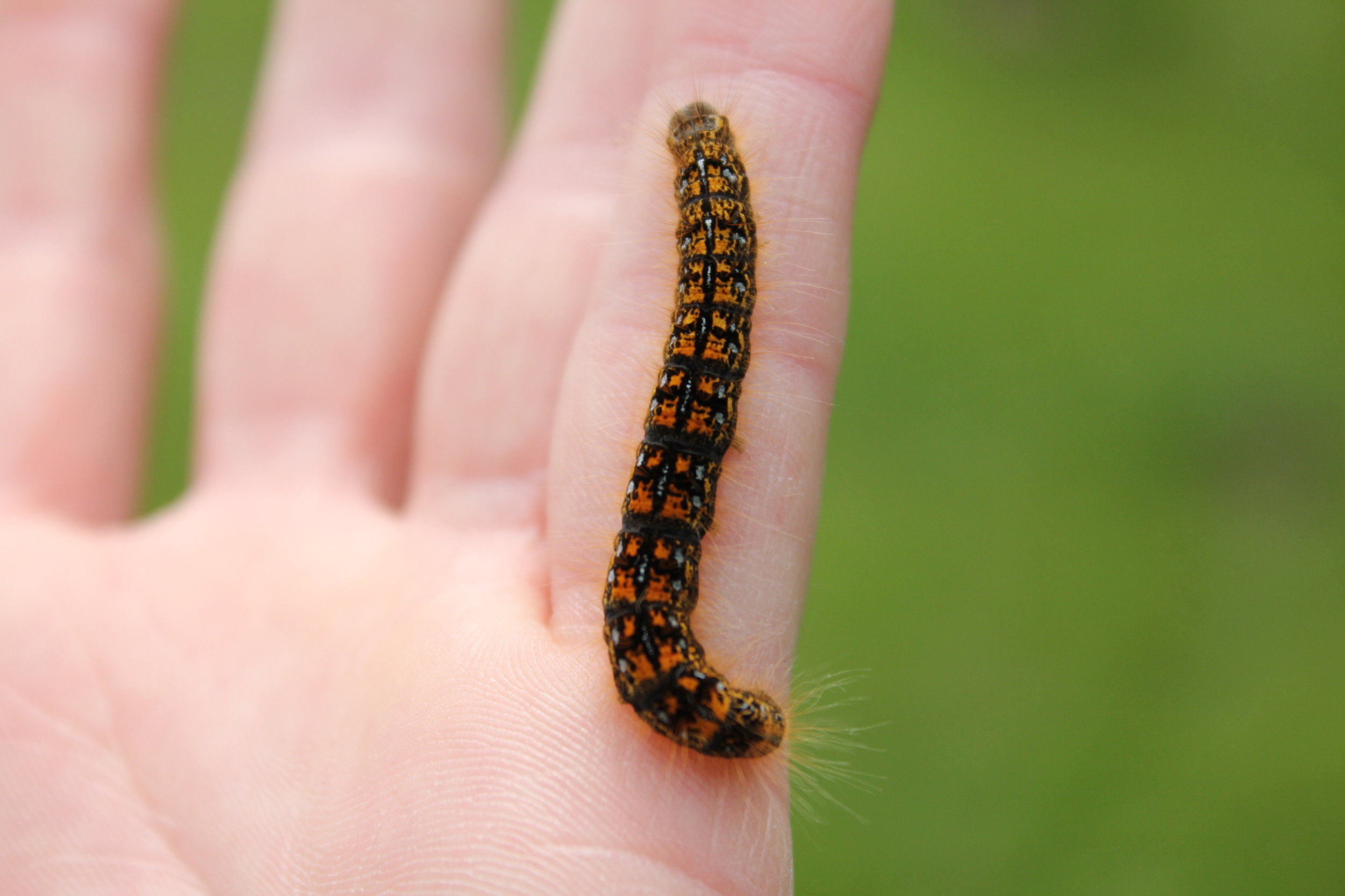 Fuzzy orange and black caterpillar on a finger. Change your life with Tipi and live in the present resolve past traumas, fears anxiety.
