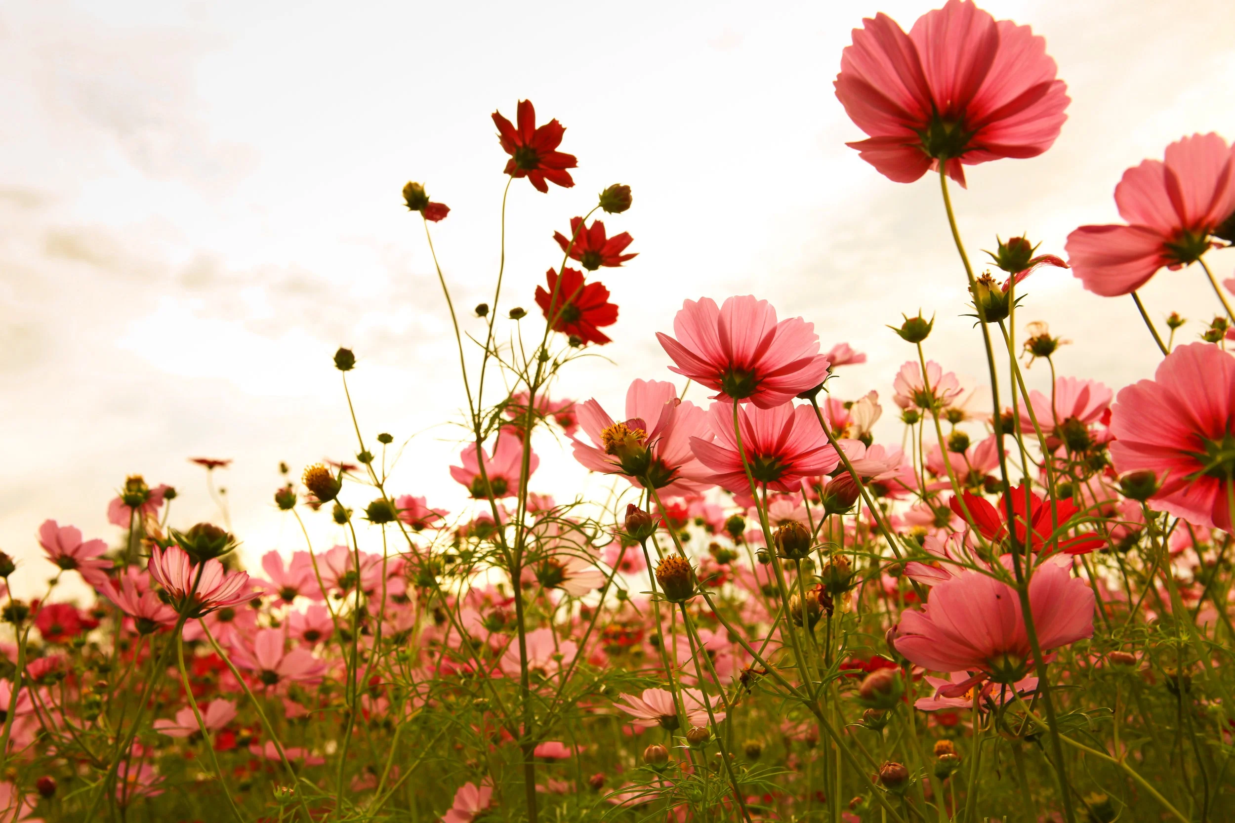 shutterstock_65758843.jpg