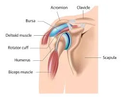 SHOULDER INJURIES