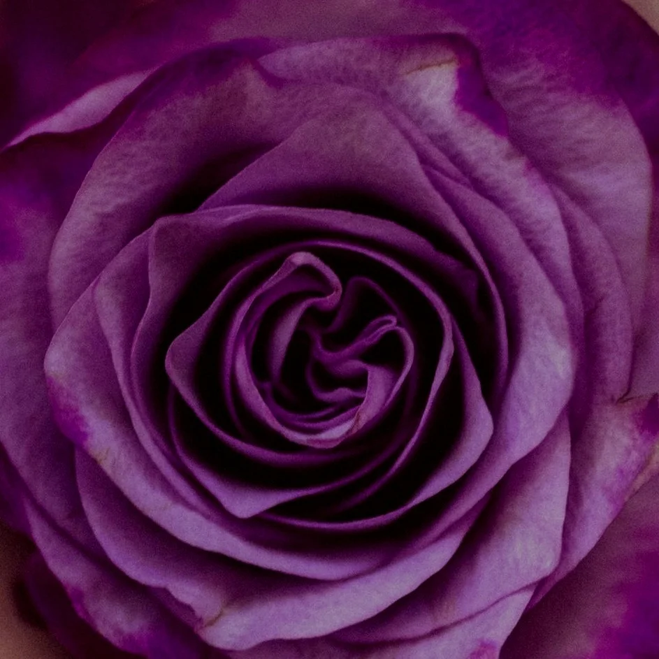 ROSE_VIOLET.jpg