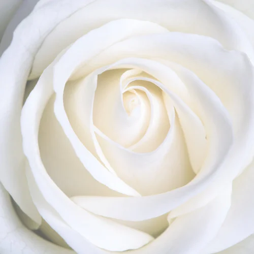 white-rose.jpg