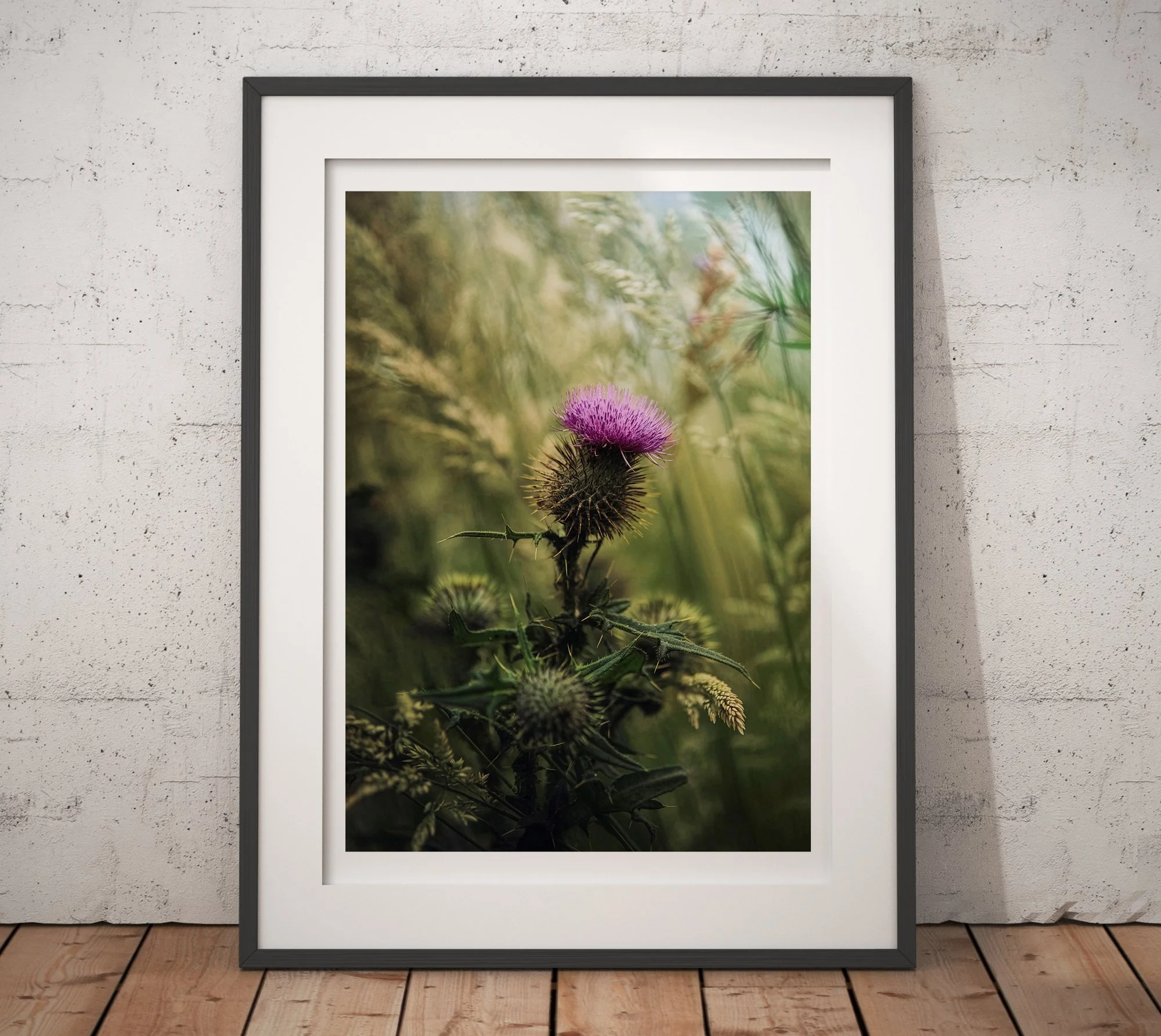 Scottish Thistle