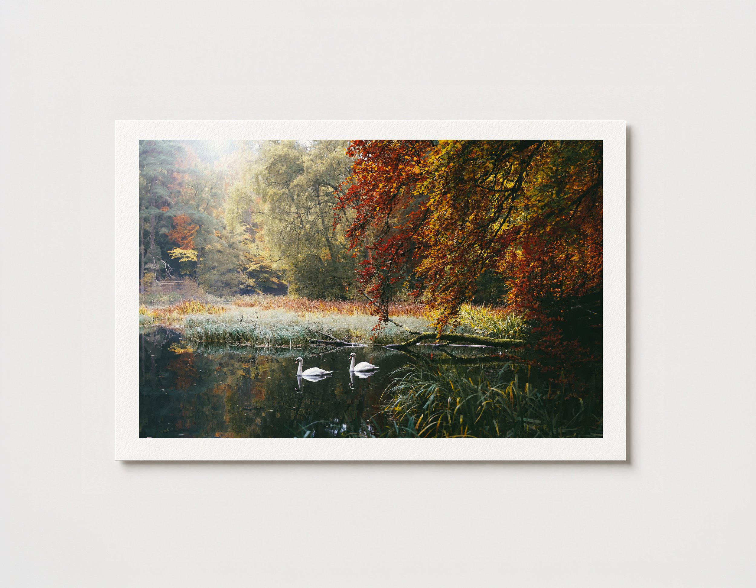 Swans of Faskally