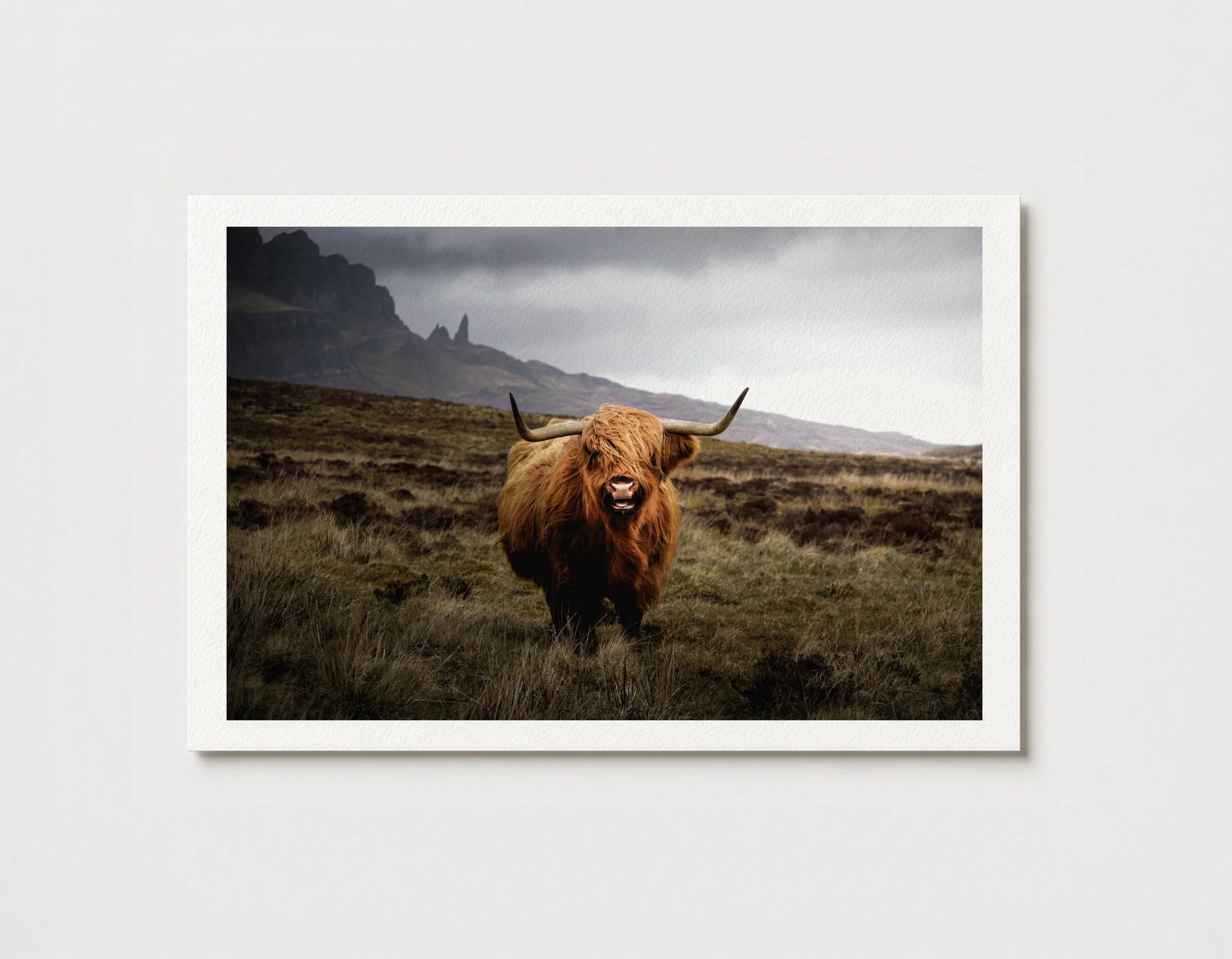 Highland Cow