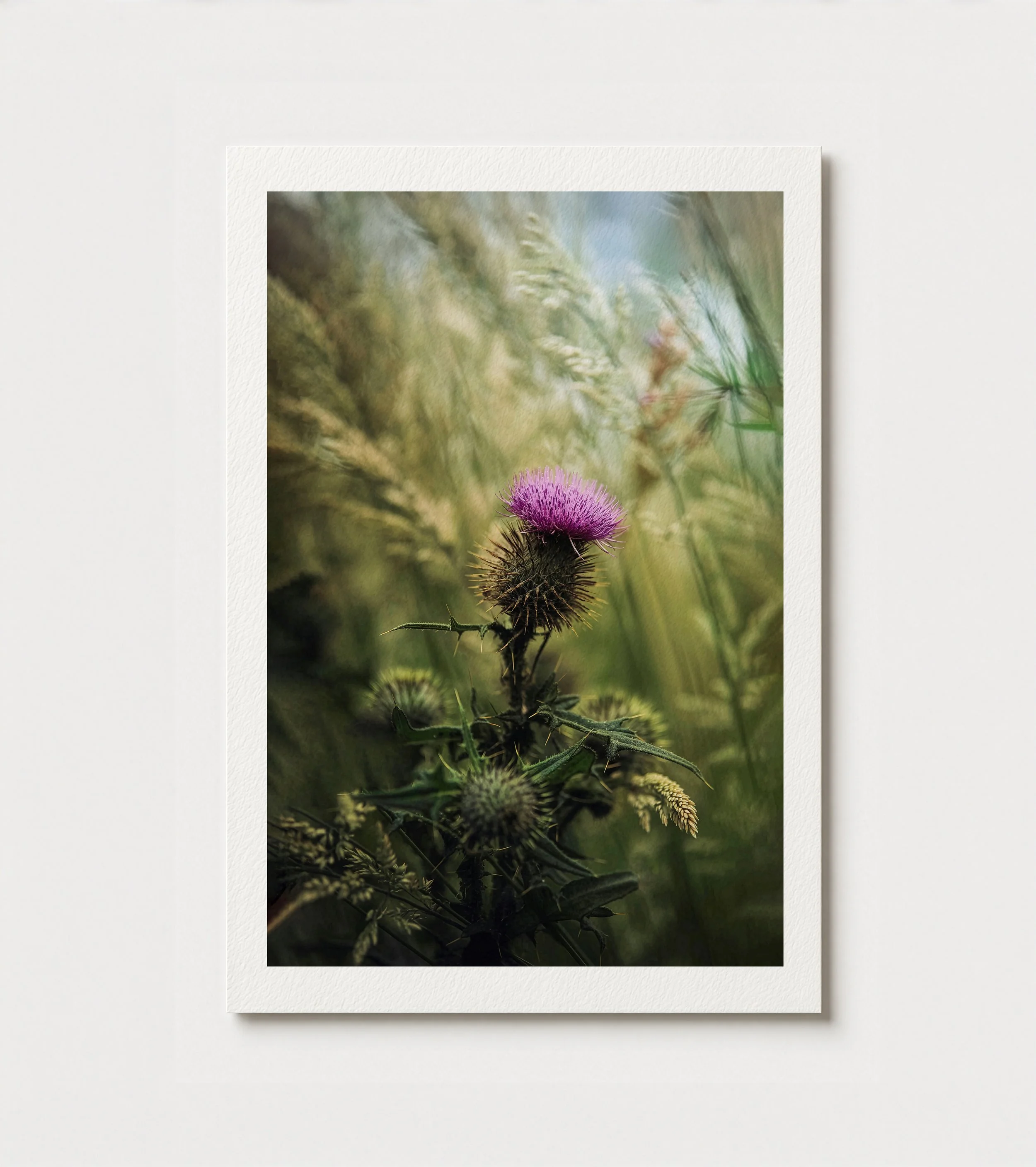 Scottish Thistle