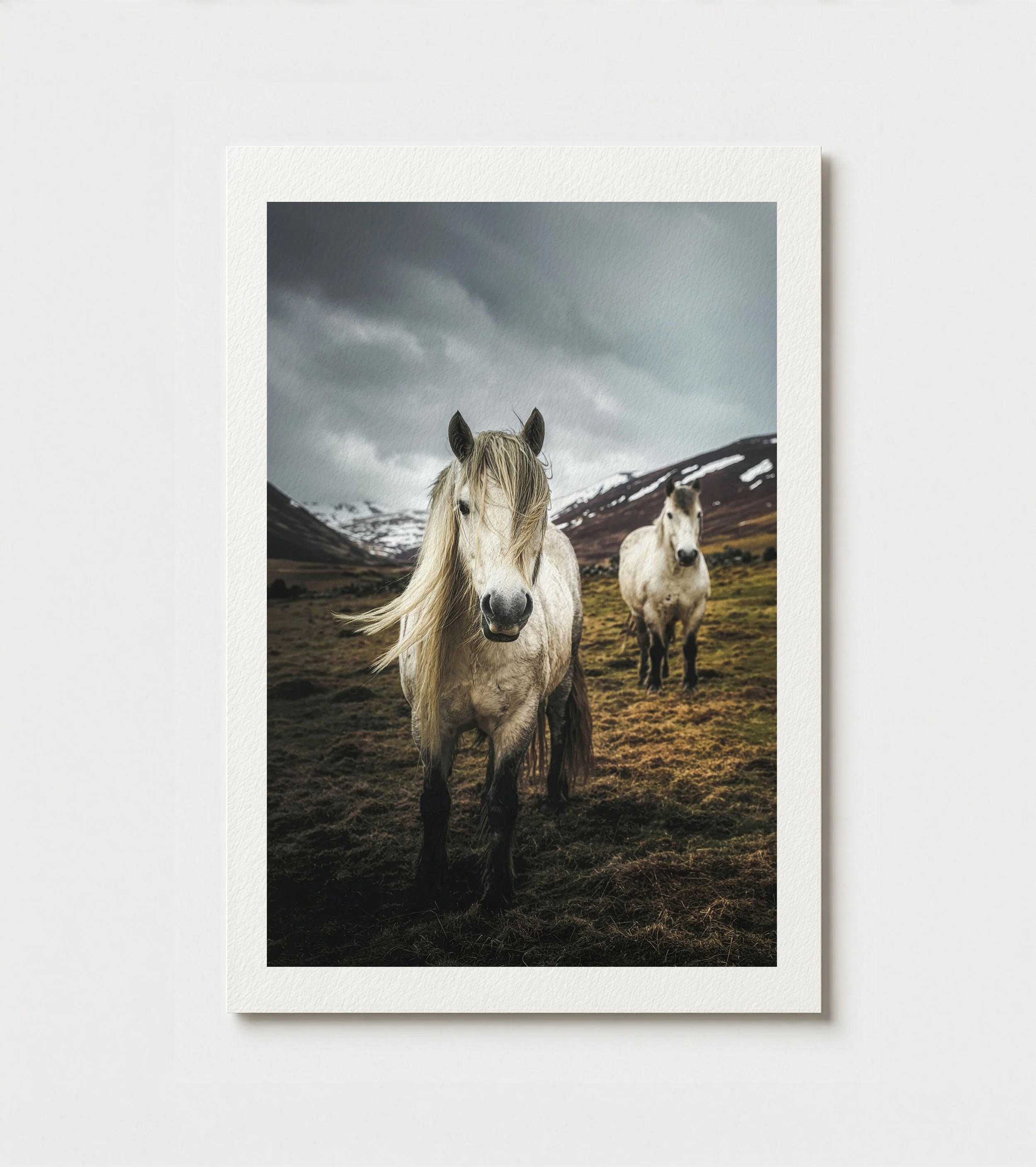 Highland Ponies