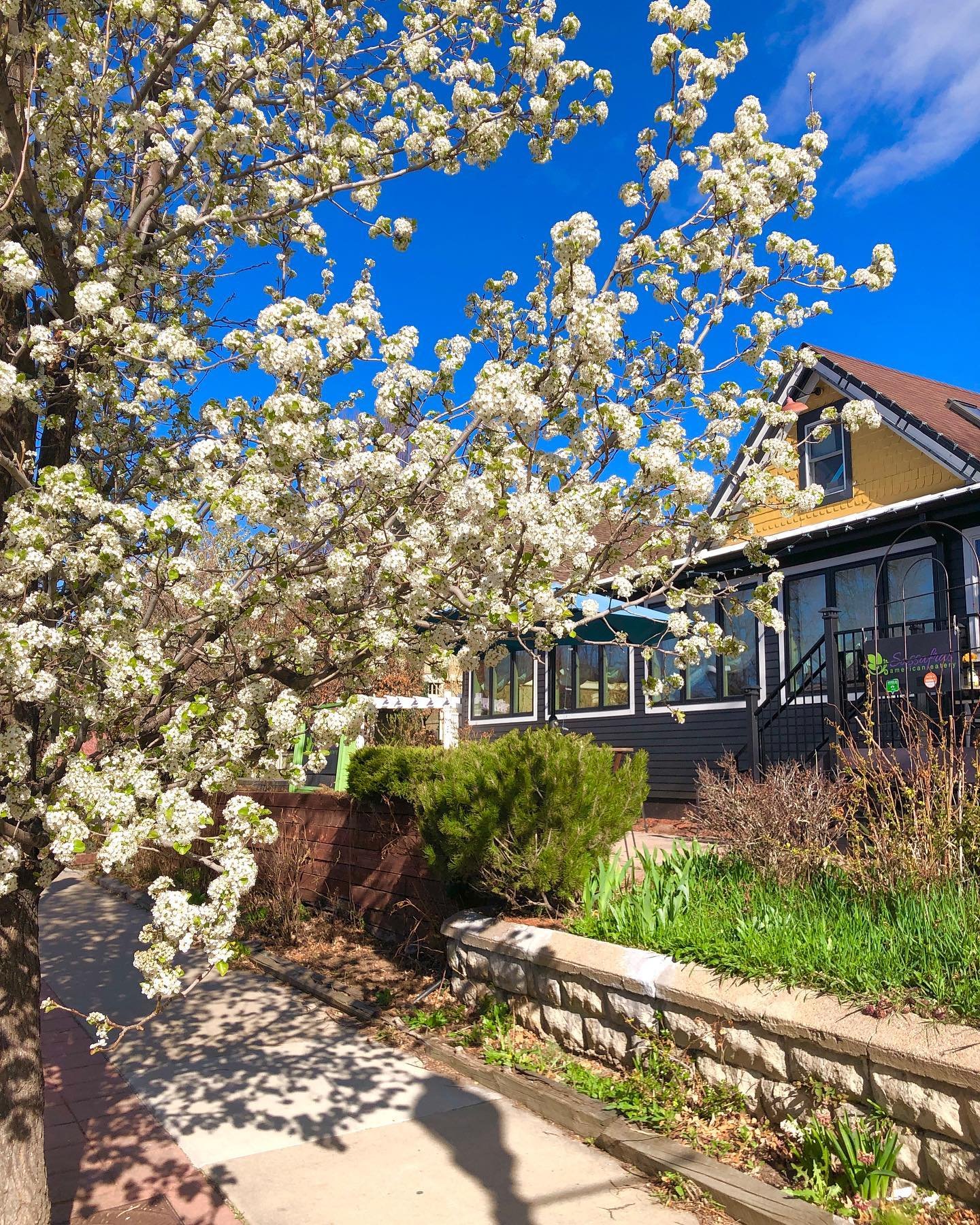 The cherry blossoms are here ☀️