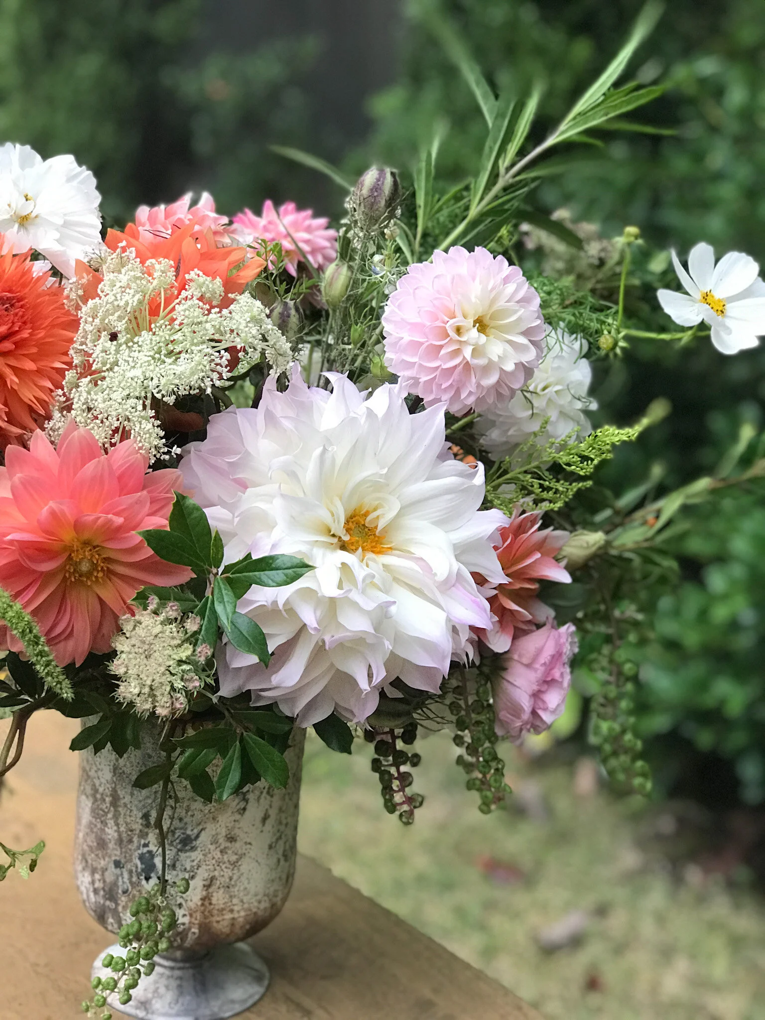 cafe o lait dahlias.JPG