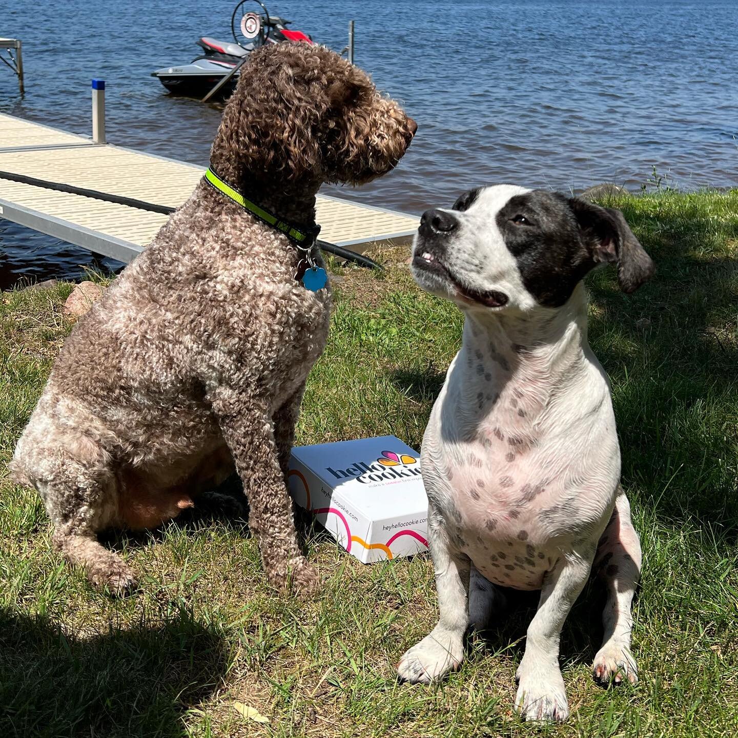 Happy Fourth of July -  from Hello Cookie! With special salutes and tail wags from Romi and Ruthie. 🇺🇸 

#cookies #cookiesofinstagram #connections #gifts #surprisegifts #glutenfree #vegan #glutenfreecookies #corporategifts #entrepreneur #womenowned