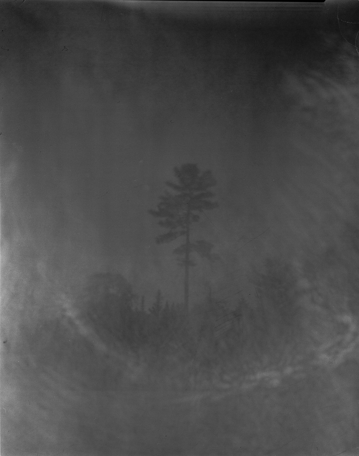 13_SF_2017_BIG_PINE_ON_THE_HIGHWAY_ON_THE_WAY_TO_TEMAGAMI.jpg