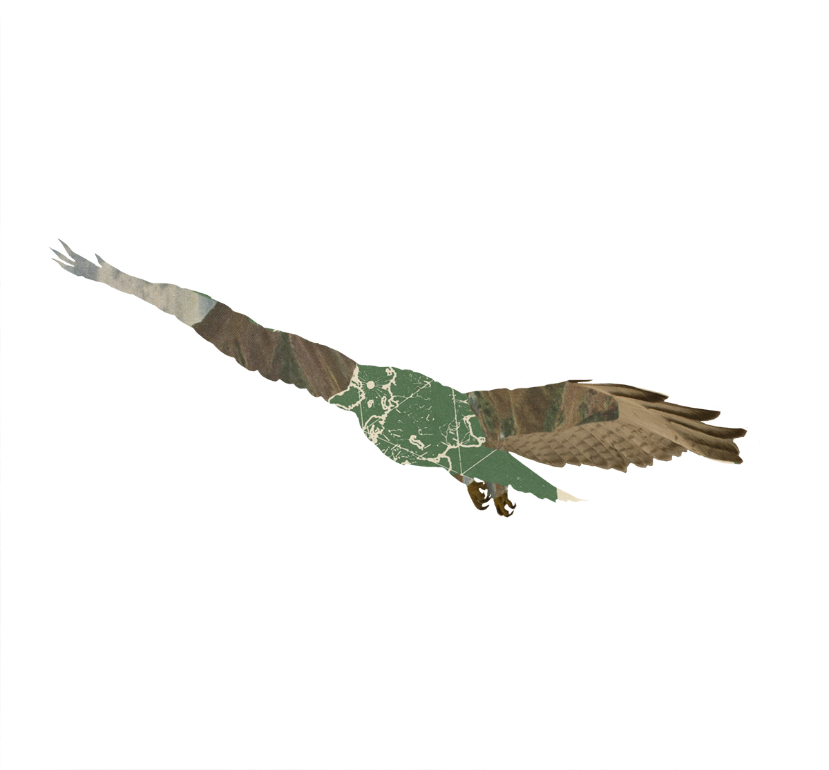 09_hawk2_collage_7x6.jpg