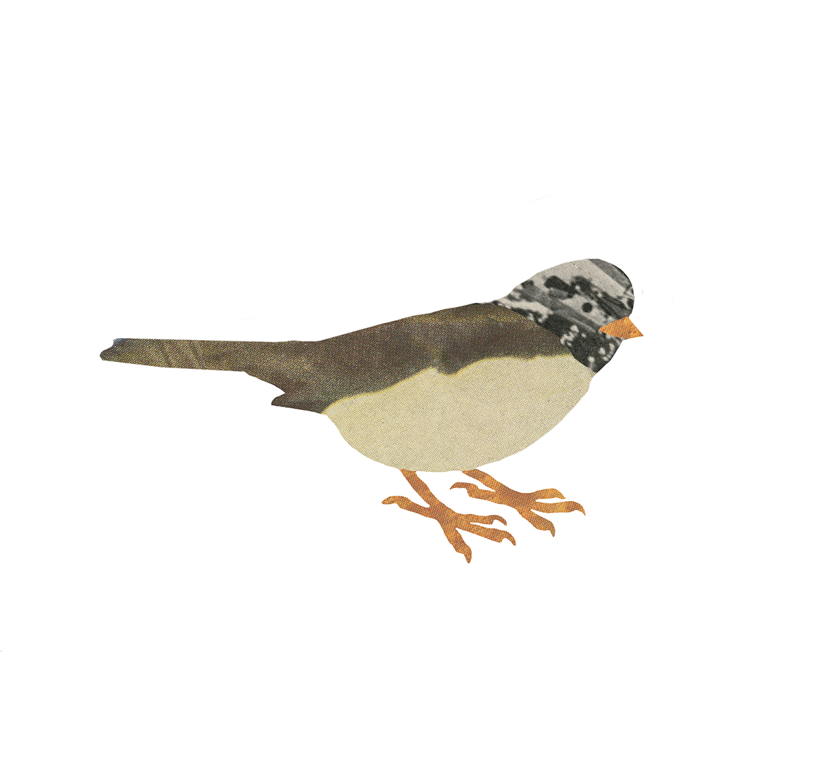 10_whitecrowned sparrow7x6.5.jpg