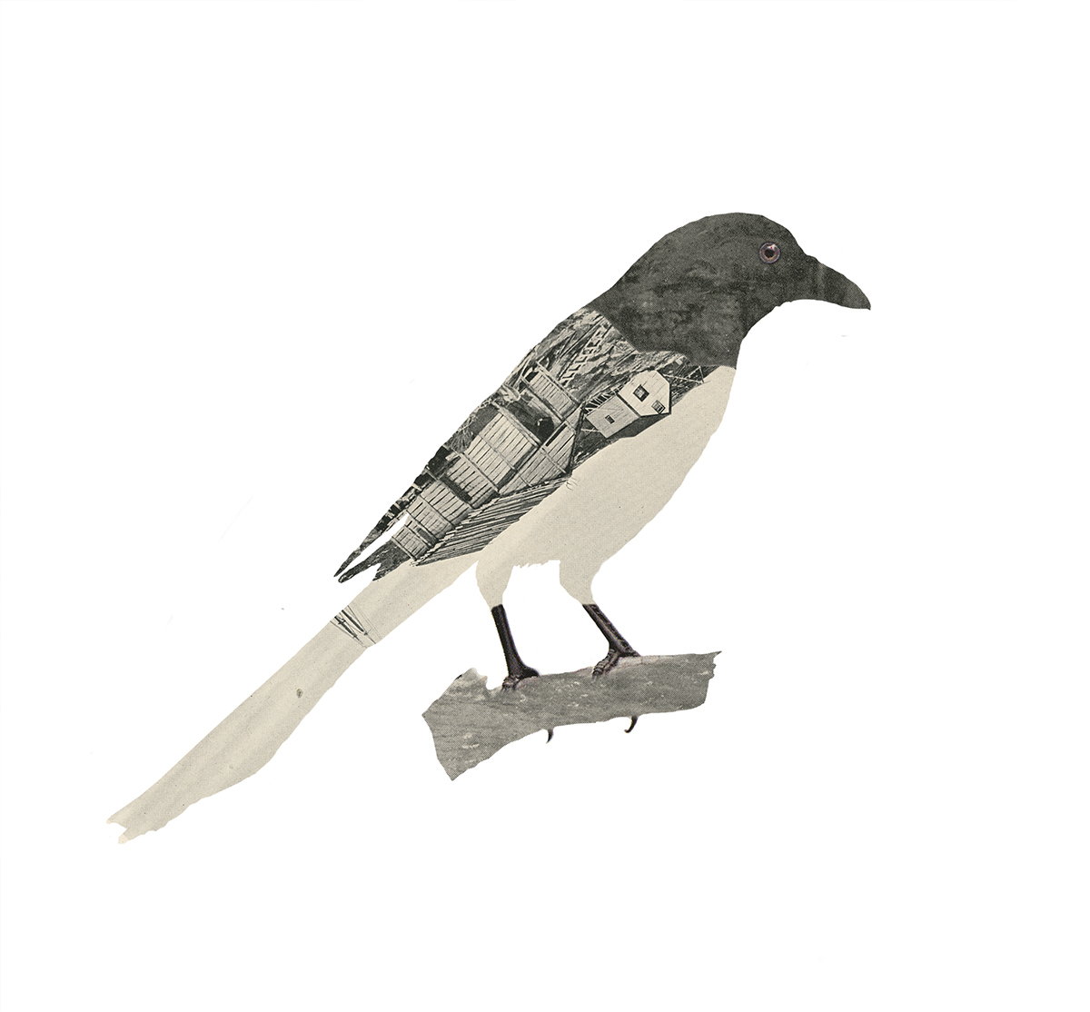 14_Magpie_7x6.5.jpg
