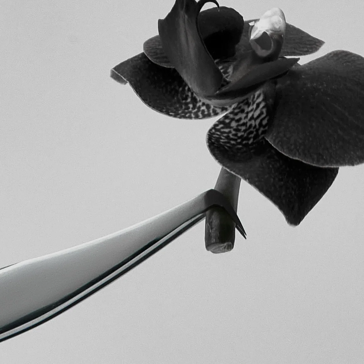 charisma-professional-lash-tweezers.webp