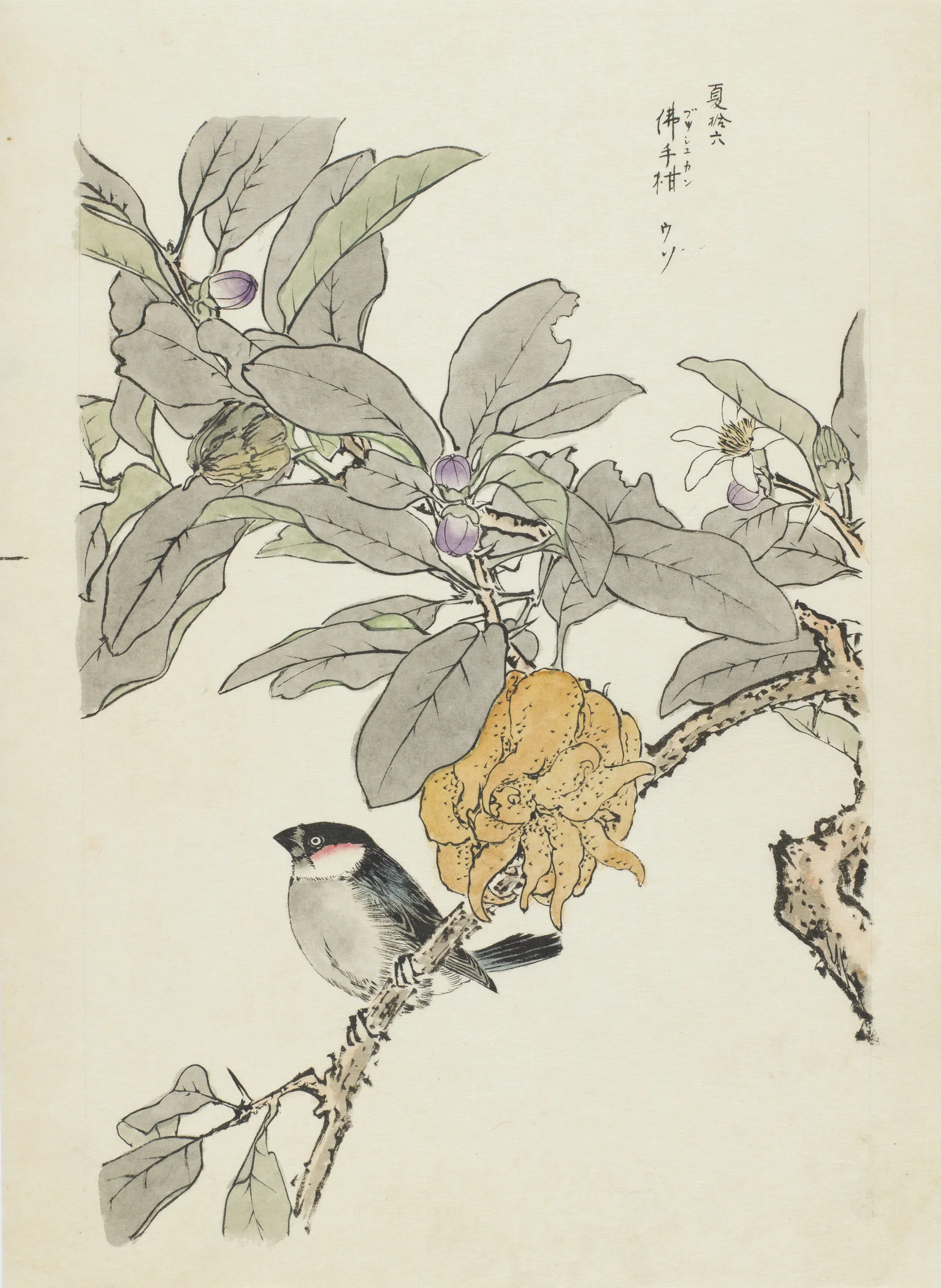 Bird and Fruit.jpg