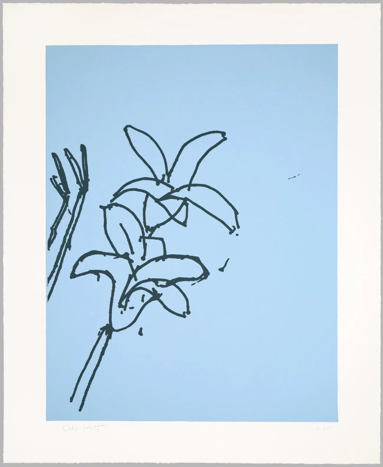 lilies6.jpg