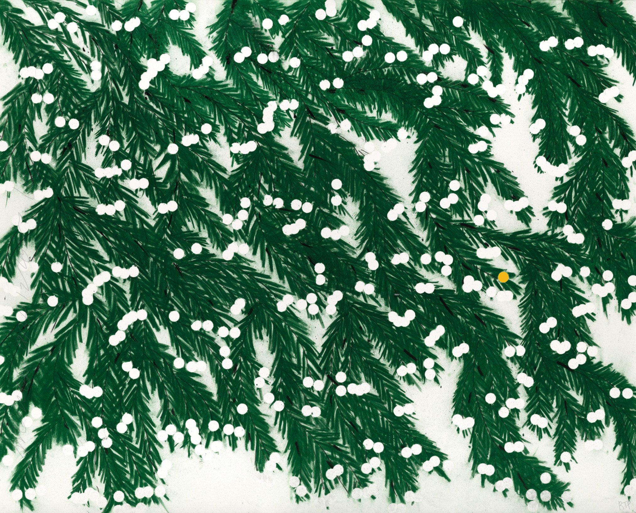 Mimosa, April12, 2023.jpg