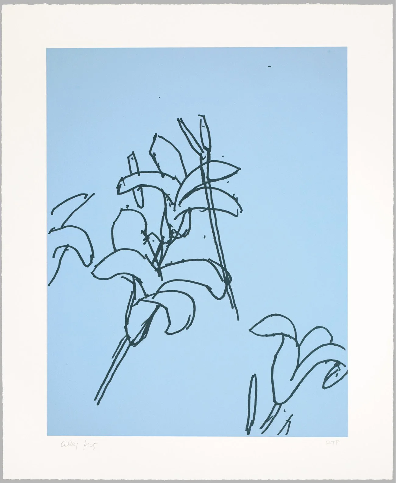 Lilies8.jpg