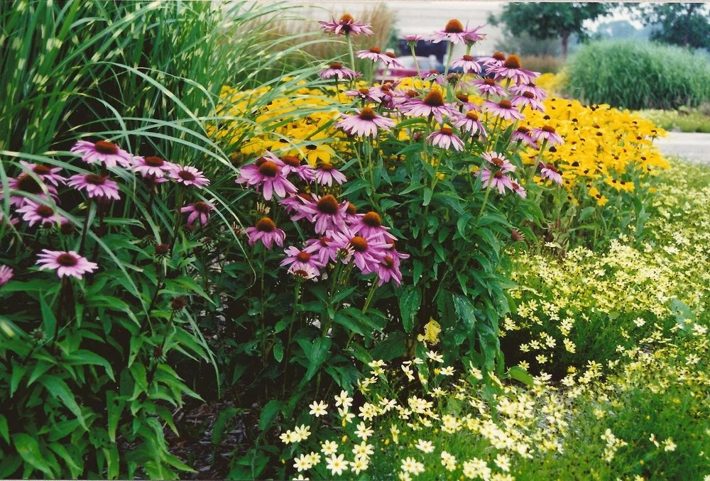 Plants+01.jpg