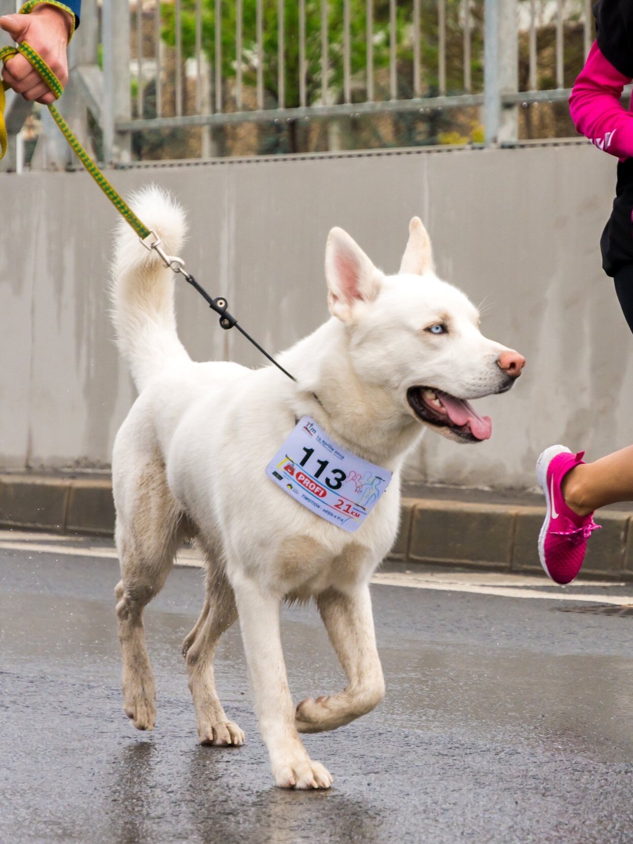 Running With Your Best Friend