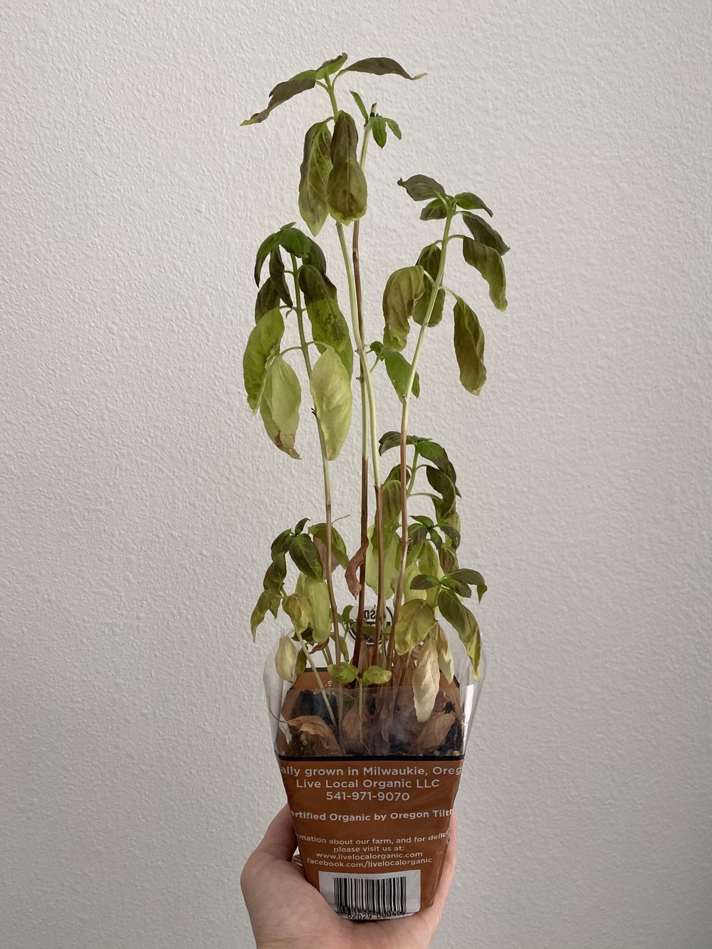 Basil Care  Live Local Organic