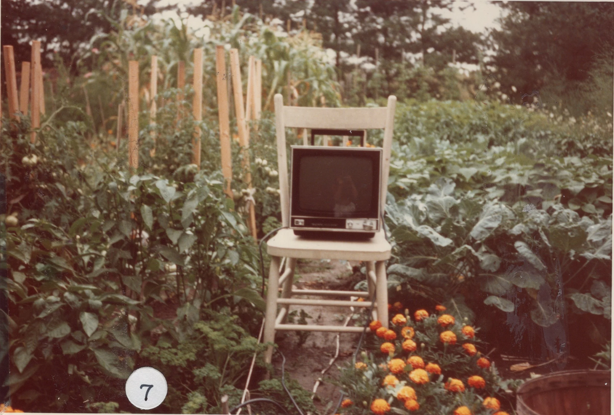 Maple Sugar, Collective, 1975-79