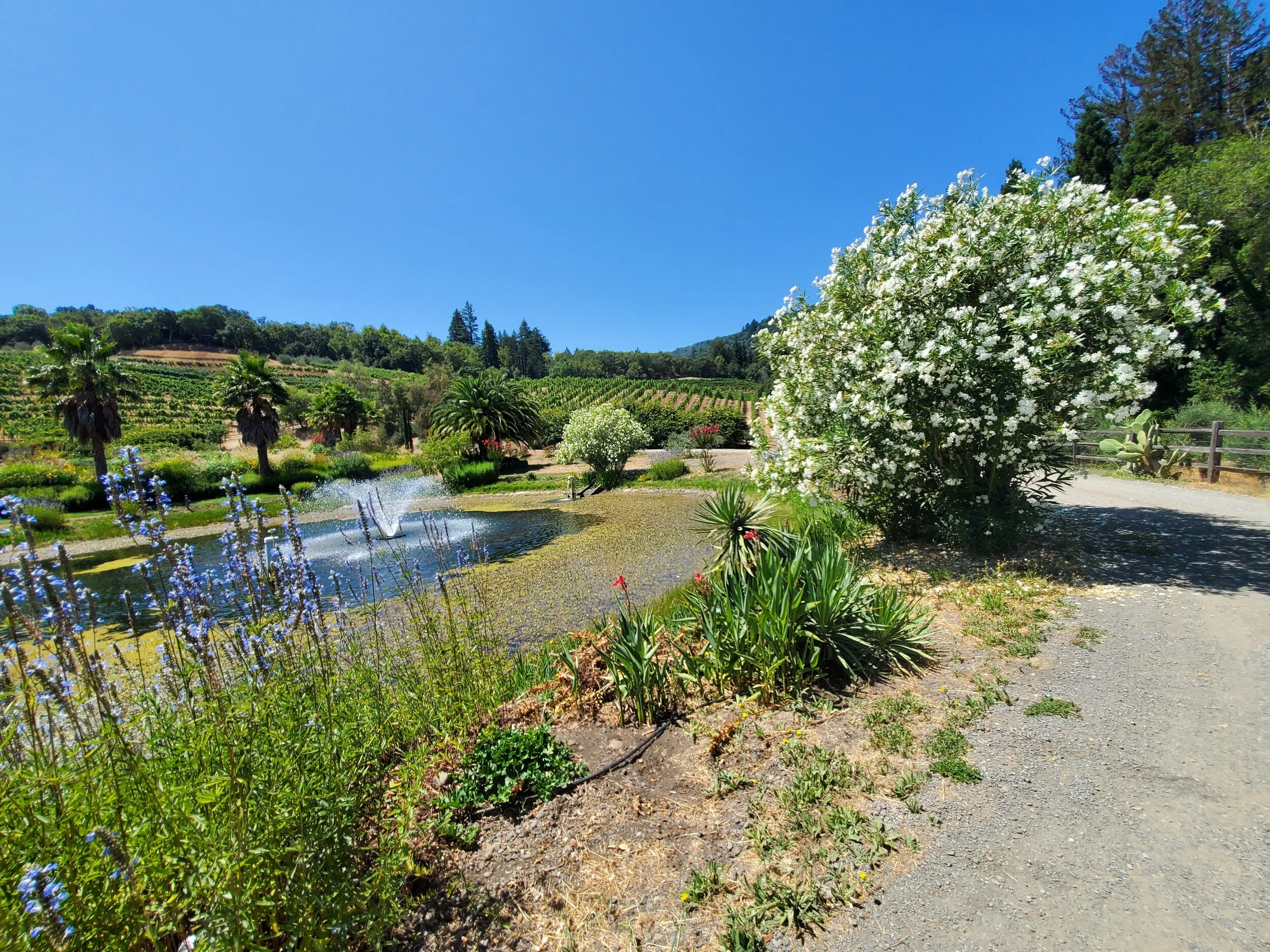 Benziger, a biodynamic Winery