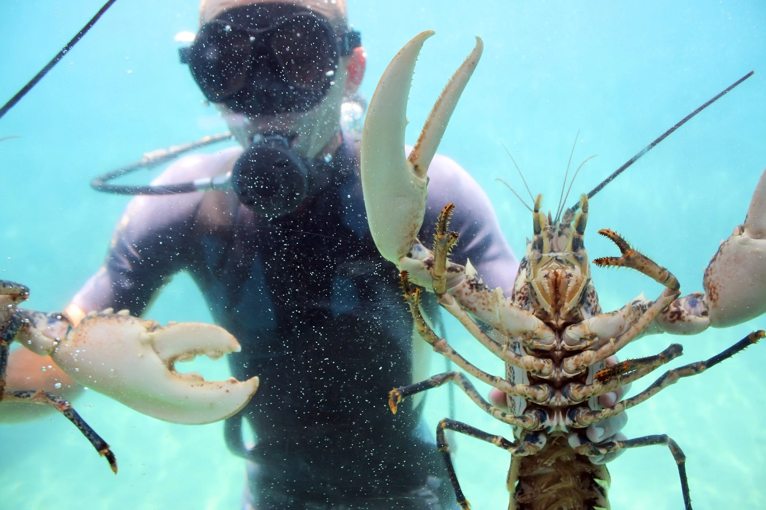 Should NH allow scuba divers to catch lobsters?