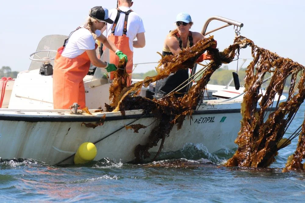 Got Seaweed?:  Could kelp help New England's Declining Seafood Industry, Climate Change