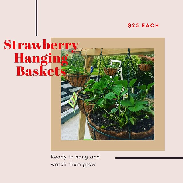 Yay it&rsquo;s almost strawberry season again 🍓The fruit are just starting to appear in these hanging baskets and I have 8 available.

Get in touch and you are welcome to come pick up in Waitakere township area or I can deliver if your not too far a
