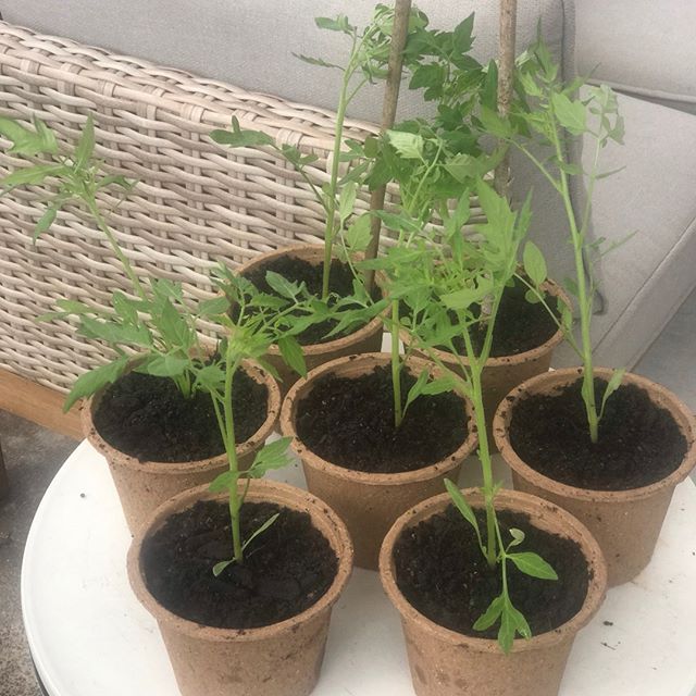 5 Tips for Planting and Growing Your Tomatoes

Like me you may have already bought your tomatoes and are wondering about the best practices to plant and ensure you get a good crop ready for those summer salads. Yum!

Tip #1. Tomatoes hate the cold! A