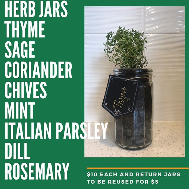 Mason Jar Indoor Herb Garden
Growing herbs indoors is an easy choice when using fresh herbs as part of your kitchen routine. 
Your Mason jar garden is terrifically portable. Place jars in a location that receives at least 6 hours of  sunshine a day (