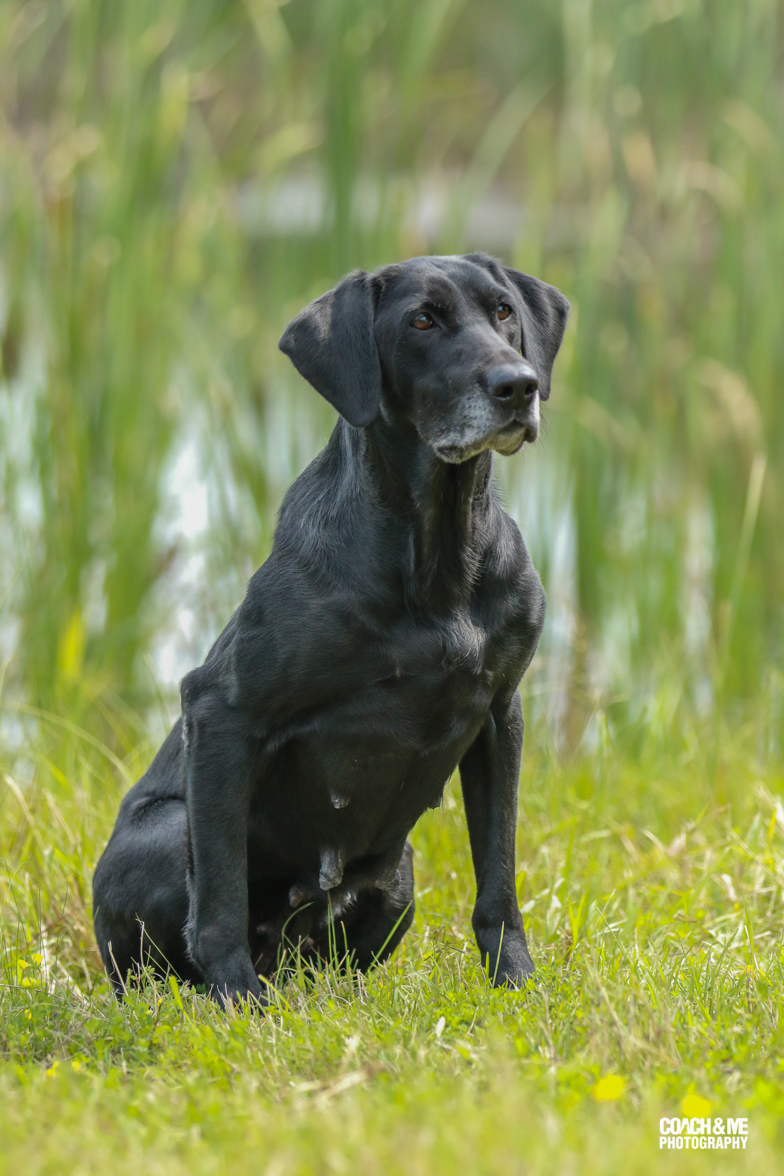 hennepin county amateur retriever club trial