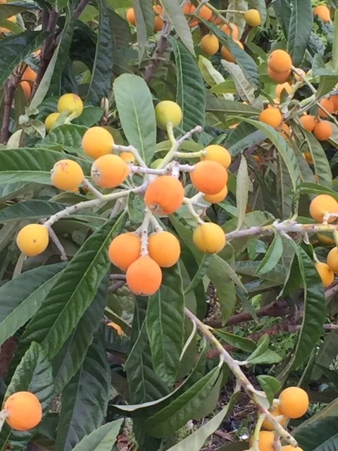 Today is Love A Tree Day!