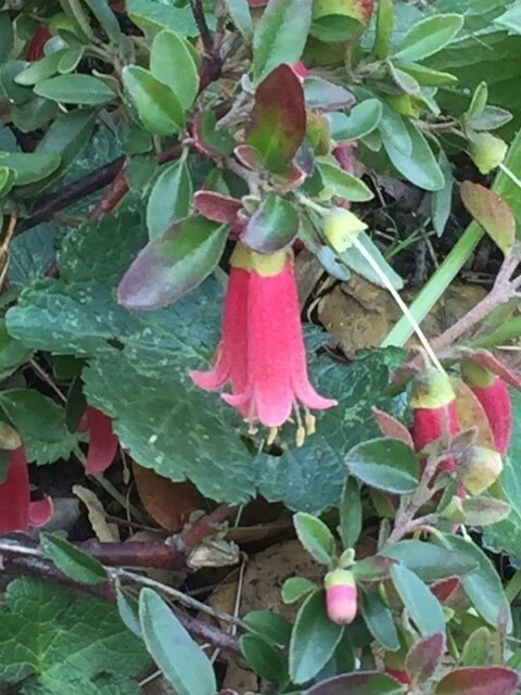 Happy Holidays in our gardens