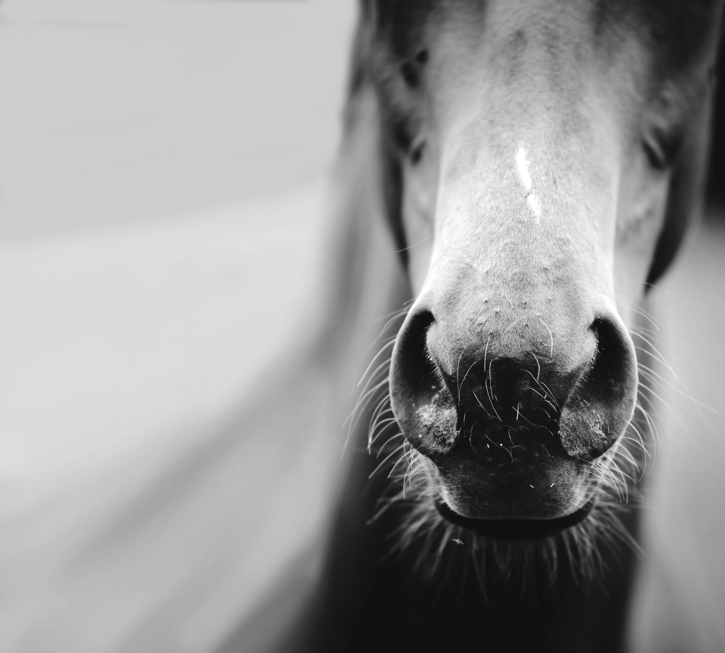 bw horse lighter.jpg