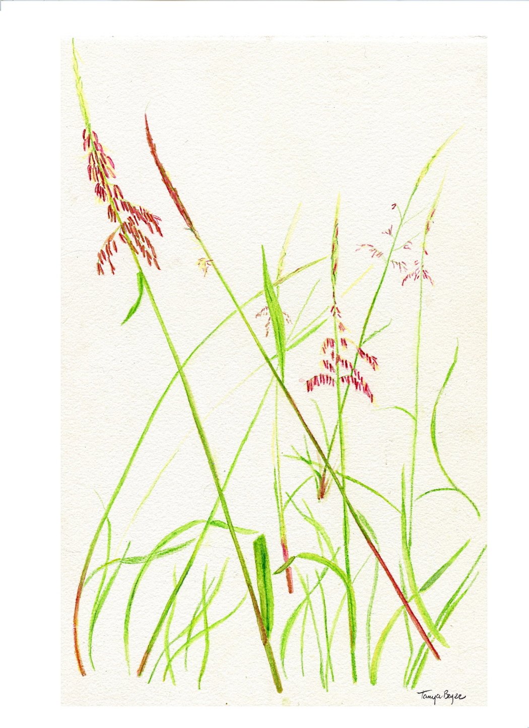Wild Rice in Watercolor.jpg