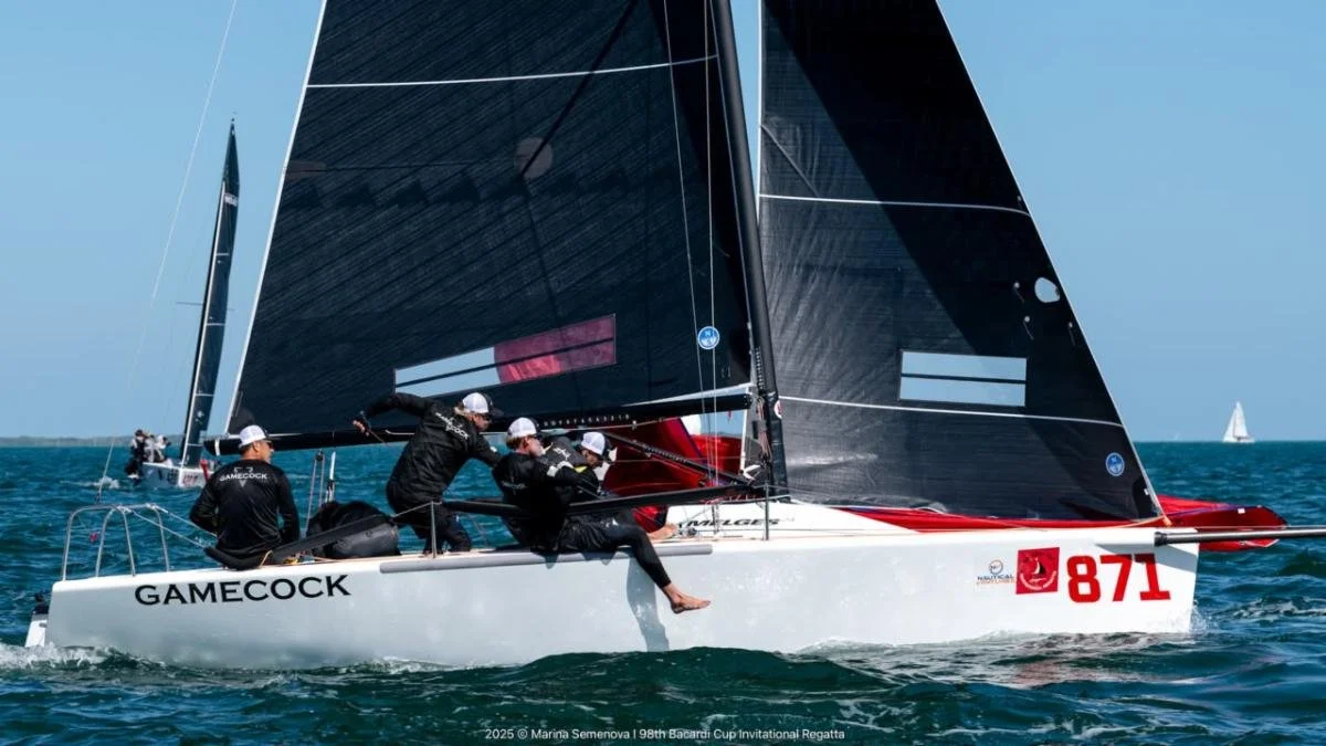 GAMECOCK USA871.jpeg