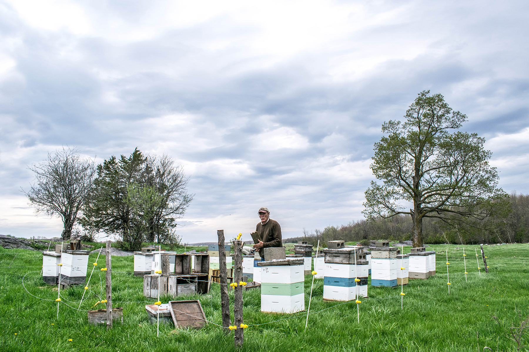 Mike evaluates the spring progress of these production hives in May 2018. Click (+) in upper right corner of images to enlarge. all photos: Adam Foster Collins