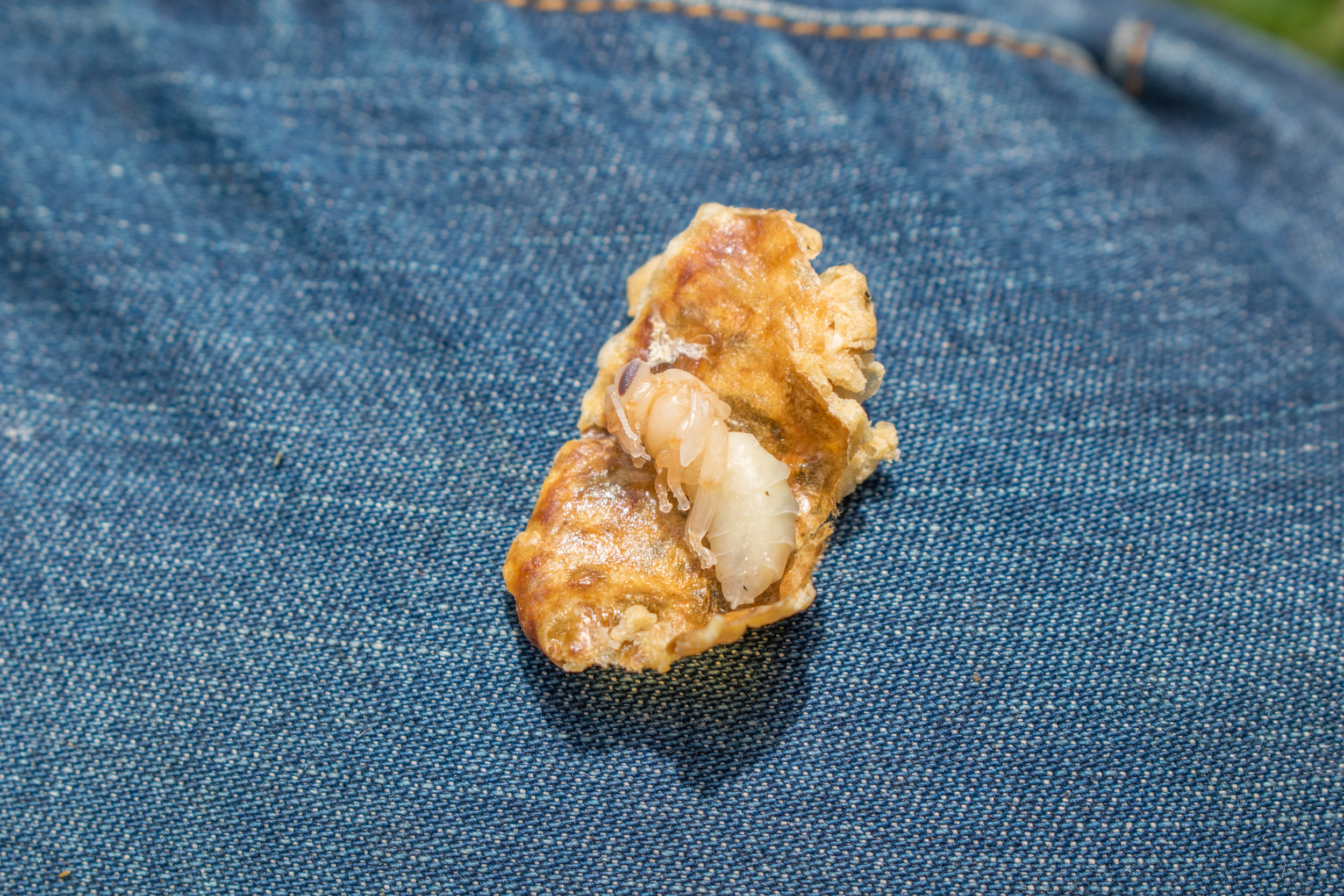 An opened queen cell reveals the pupae in the late stages of the white phase, just beginning to show color and nearing maturity.