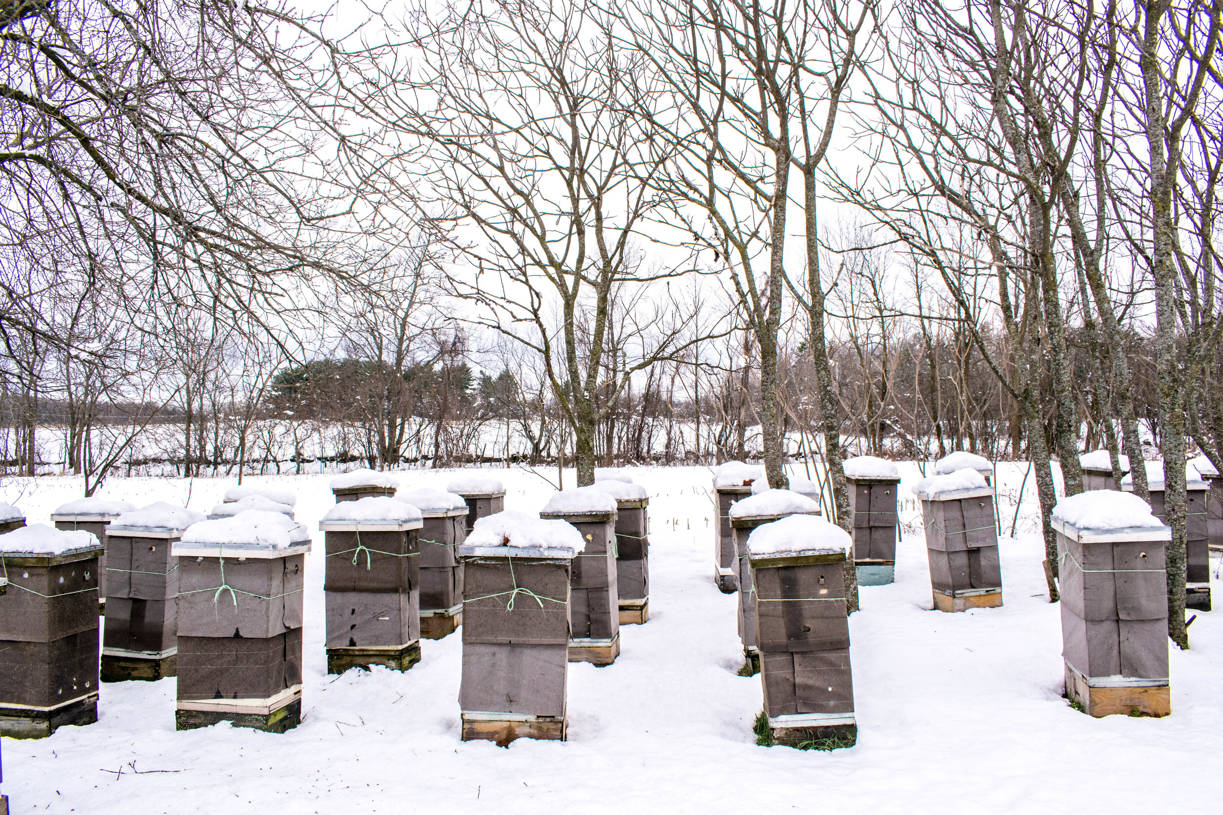Decker yard, wintering many nucs. Pictured here are wrapped pairs of 4x4x4 brood factories.