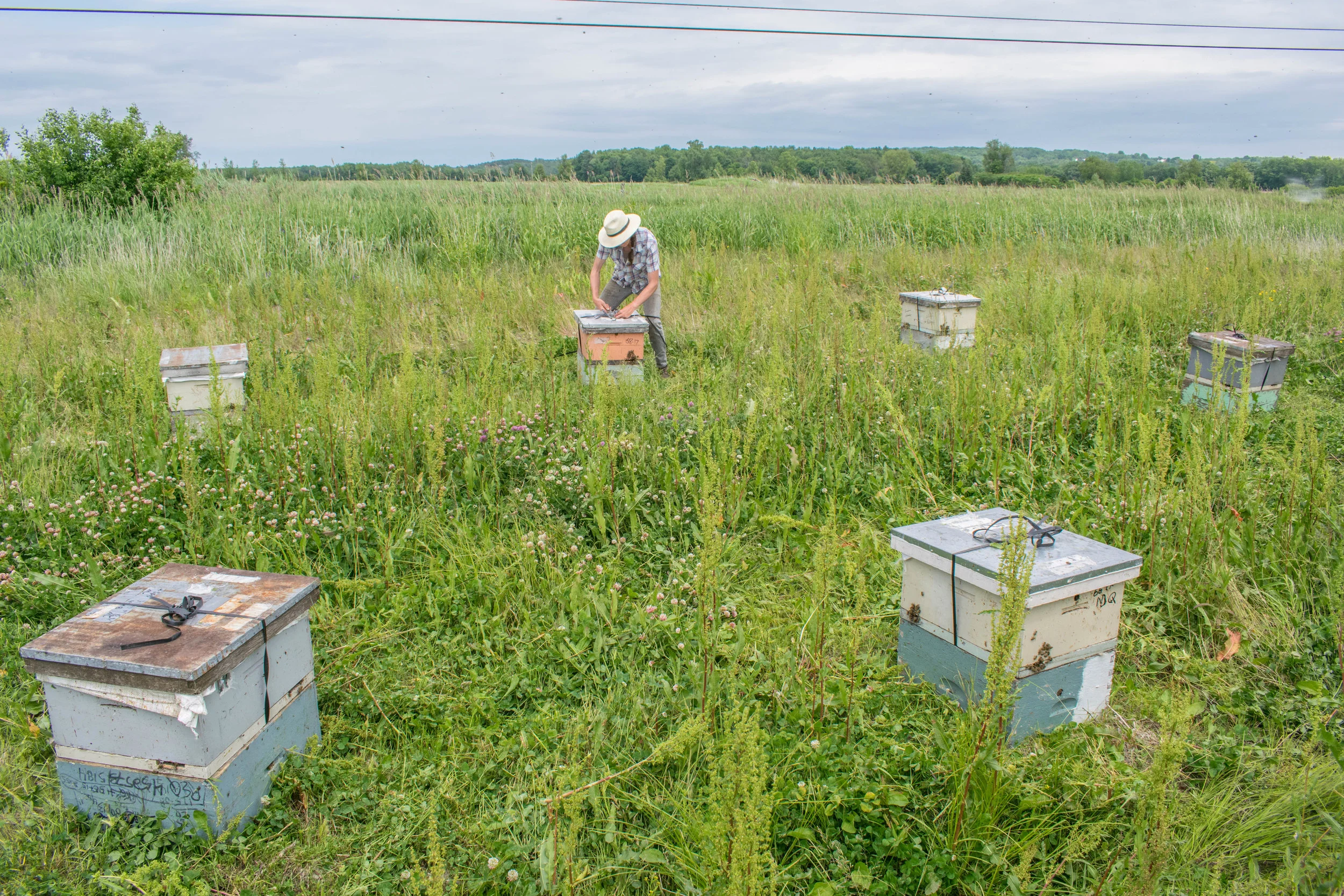 The mating nucs are four to a box, and are set out in circles with 8 to 10 boxes in each circle. These hives have just been placed, and Kate is removing the straps which have been used to secure them during transit.