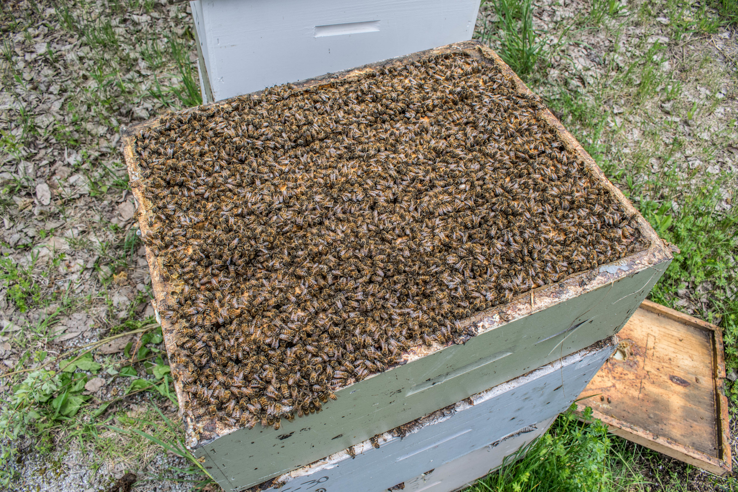 What we like production colonies to look like in the spring.